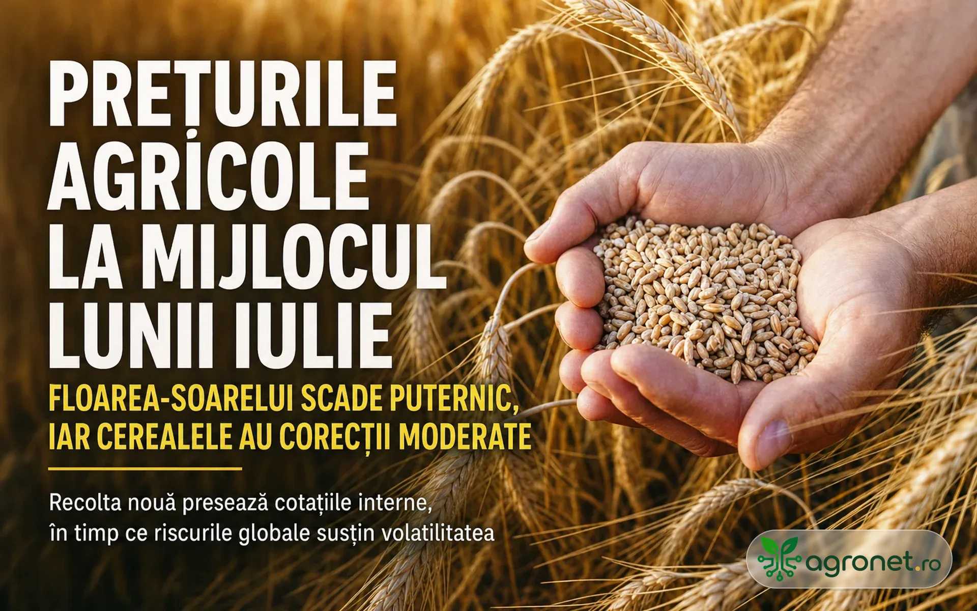 Prețurile agricole la mijlocul lunii iulie – Floarea-soarelui scade puternic, iar cerealele au corecții moderate