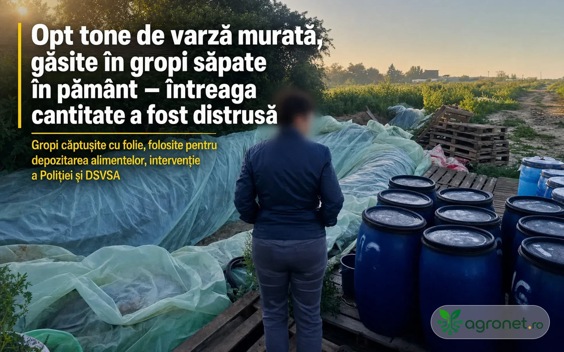 Opt tone de varză murată, găsite în gropi săpate în pământ - întreaga cantitate a fost distrusă