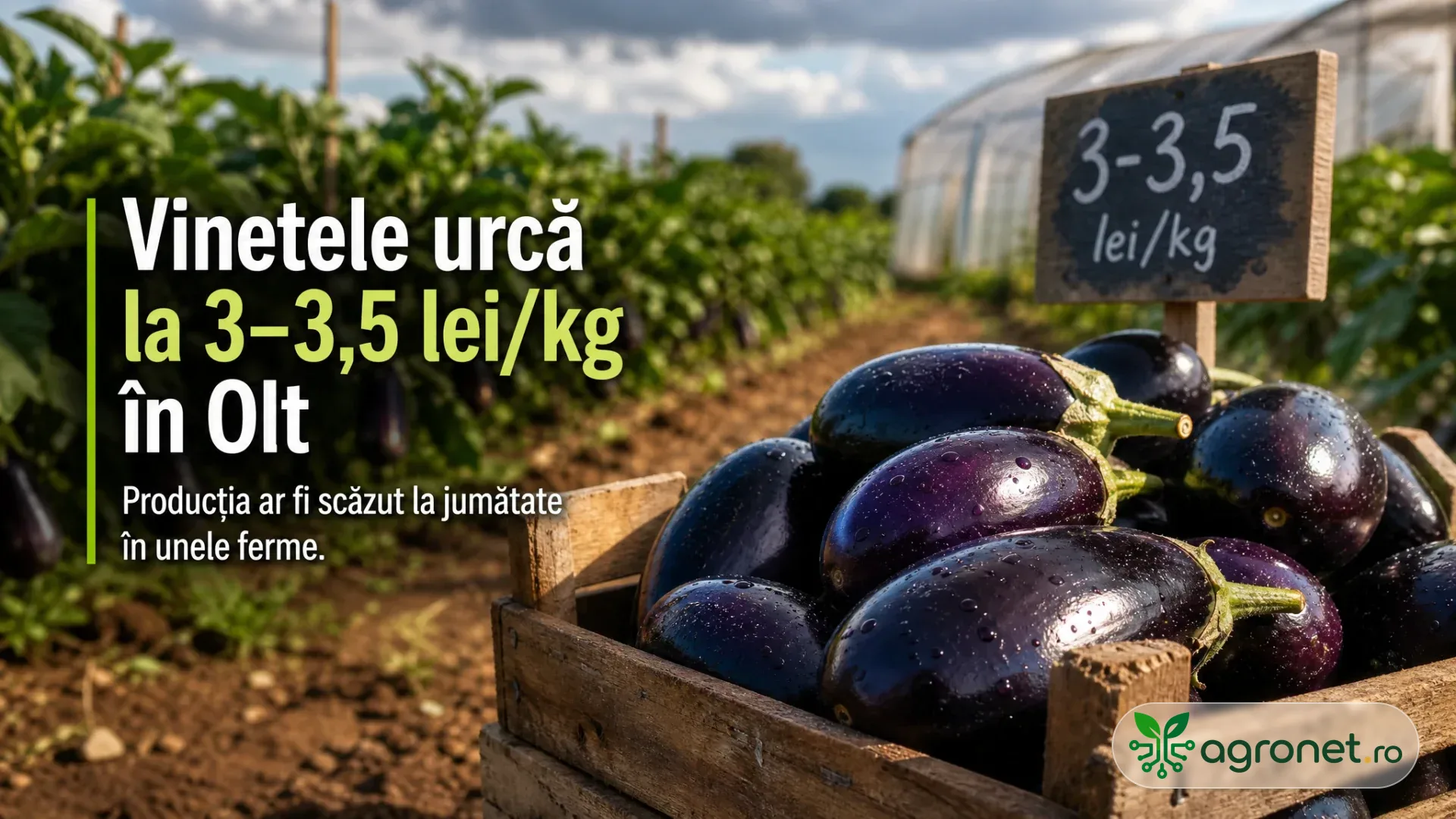 Ladă din lemn cu vinete mov, așezată lângă rânduri de cultură și un solar în fundal.